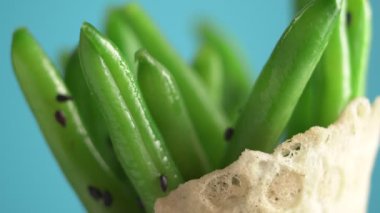 Gözleme kabında siyah susamlı yeşil fasulyeler mavi arka planda döner, makro çekim. Vegan gıda konsepti. Fast food yerine sağlıklı yemek..