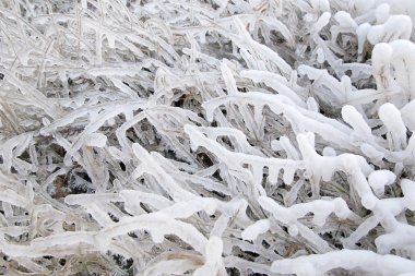 Karda bir ağaç dalı