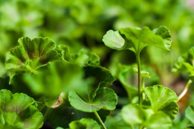 Yeşil Sardunya yaprağı