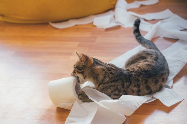 Kedi bir rulo tuvalet kağıdı kemiriyor.