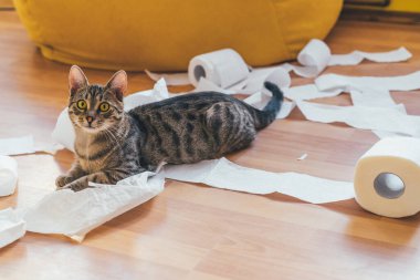 Tahta arka planda tuvalet kağıdıyla oynayan sevimli bir kedi. Eğlence ve kaos kavramı