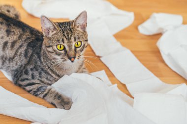 Tahta arka planda tuvalet kağıdıyla oynayan sevimli bir kedi. Eğlence ve kaos kavramı