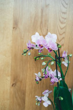 Tahta bir arka planda penaenopsis orkidesi. Evde bahçıvanlık. Mesaj için yer. Seçici odak