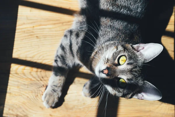 Tabby Katt Bänkar Solen Trä Bakgrund Inomhus Begreppet Djuradoption — Stockfoto