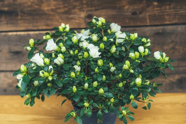 Λευκή Ινδική Αζαλέα Ξύλινο Φόντο Μικρά Φυτά Γλάστρα Θέση Για — Φωτογραφία Αρχείου