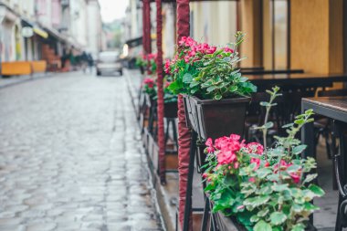 Eski şehirdeki parlak pembe pelargonyum. Terasta bahar çiçekleri vardı. Metin için yer.