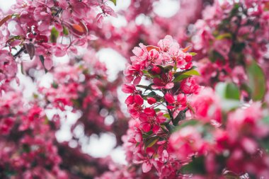 Bahar kompozisyonu. Çiçekli kiraz dalları. İlham verici metinler veya alıntılar için yer. Seçili odak. Sakura.