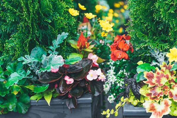 Aiuola Con Fiori Colorati Primavera Aiuola Sulla Terrazza — Foto Stock