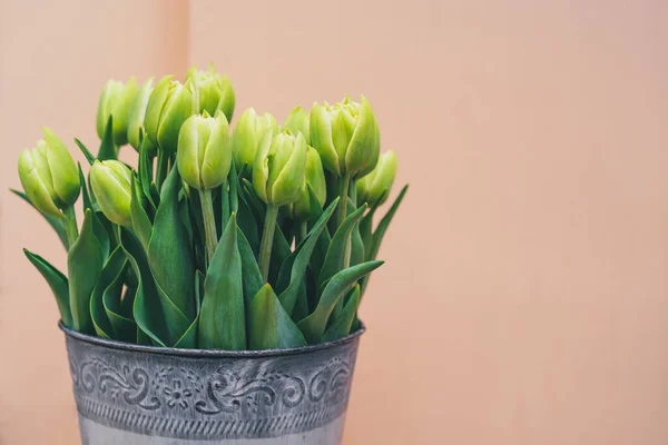 Zöld Tulipán Csokor Bézs Alapon Fénymásoló Tér Vízszintes — Stock Fotó