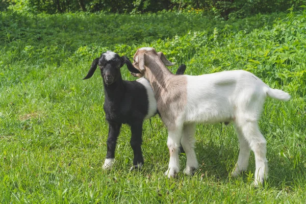 Couple Baby Goat Kids Spring Grass Playing Together Beautiful Background — Stock Photo, Image