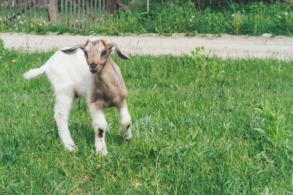 Goat Baby White Brown Color Plays Grass Beautiful Background Place — Stock Photo, Image