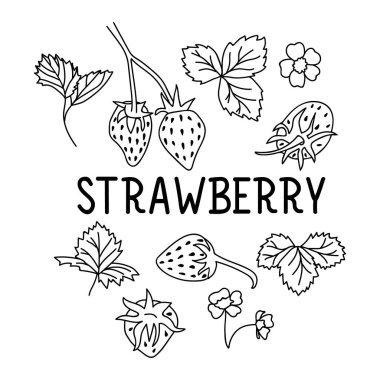 Taze çilek seti ve karalama tarzı yapraklar. Beyaz arkaplanda siyah resim.