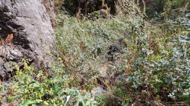 Doğanın güzel manzarası