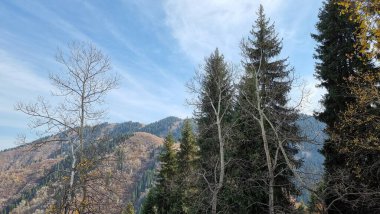 Ağaçları ve dağları olan sonbahar ormanı