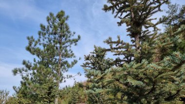 Ormanın güzel manzarası