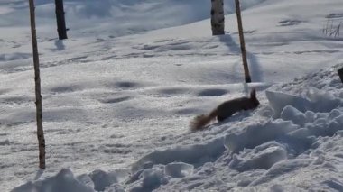 Bir sincap karda koşar ve fındık arar.