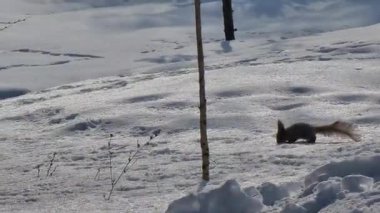 Parktaki kardaki sevimli sincap.