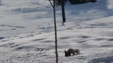 Kışın kardaki sincap