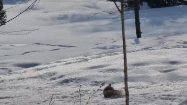 Kış ormanlarında sincap, kış