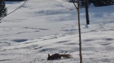 Ormandaki sevimli sincap.