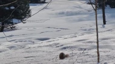 Ormandaki kardaki sincap