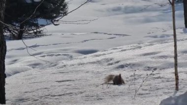 Ormandaki sevimli sincap.