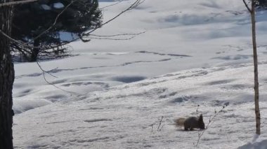Kar üzerinde sevimli sincap