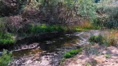 Ormandaki nehrin güzel manzarası