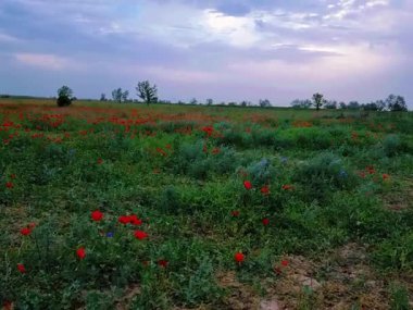 tarlada kırmızı gelincik çiçekleri