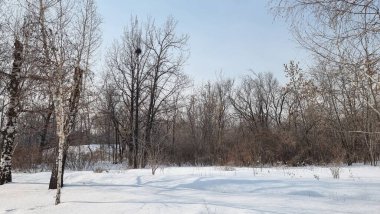 Karla kaplı ağaçlarla kaplı kış manzarası