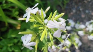 Bahçede beyaz çiçekler. Bulanık yeşil çimlere karşı Saponaria officinalis bitkisi ile doğal arka plan. Yaz çiçeği, bahçıvanlık, bahçıvanlık konsepti.