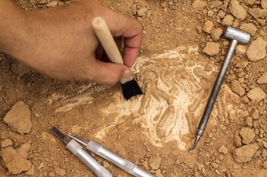 İskelet ve arkeolojik araçları. Kazmak fosil için eğitim.