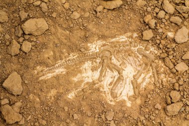 iskelet ve arkeolojik araçları.