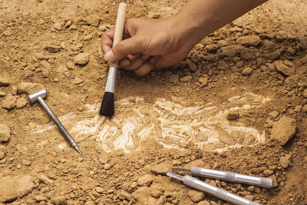 Skeleton and archaeological tools.Training for dig fossil. — Stock Photo, Image