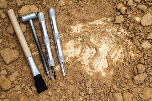 Scheletro e strumenti archeologici.Formazione per scavare fossili . — Foto Stock