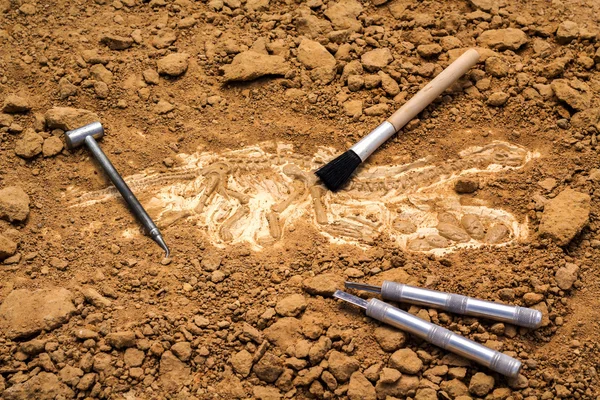 Skeleton and archaeological tools.Training for dig fossil. — Stock Photo, Image