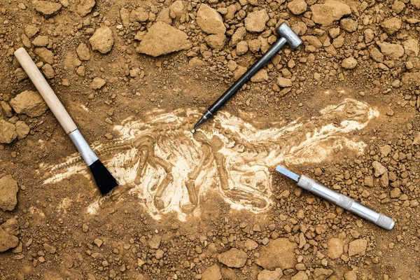 İskelet ve arkeolojik araçları. Kazmak fosil için eğitim.