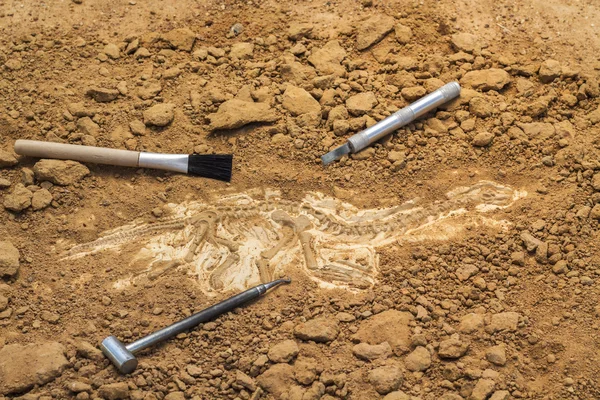 Skelett und archäologische Werkzeuge. Schulung zum Ausgraben von Fossilien. — Stockfoto