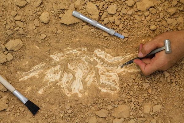 Esqueleto e ferramentas arqueológicas. Treinamento para cavar fósseis . — Fotografia de Stock