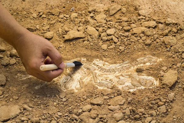 Skelett und archäologische Werkzeuge. Schulung zum Ausgraben von Fossilien. — Stockfoto