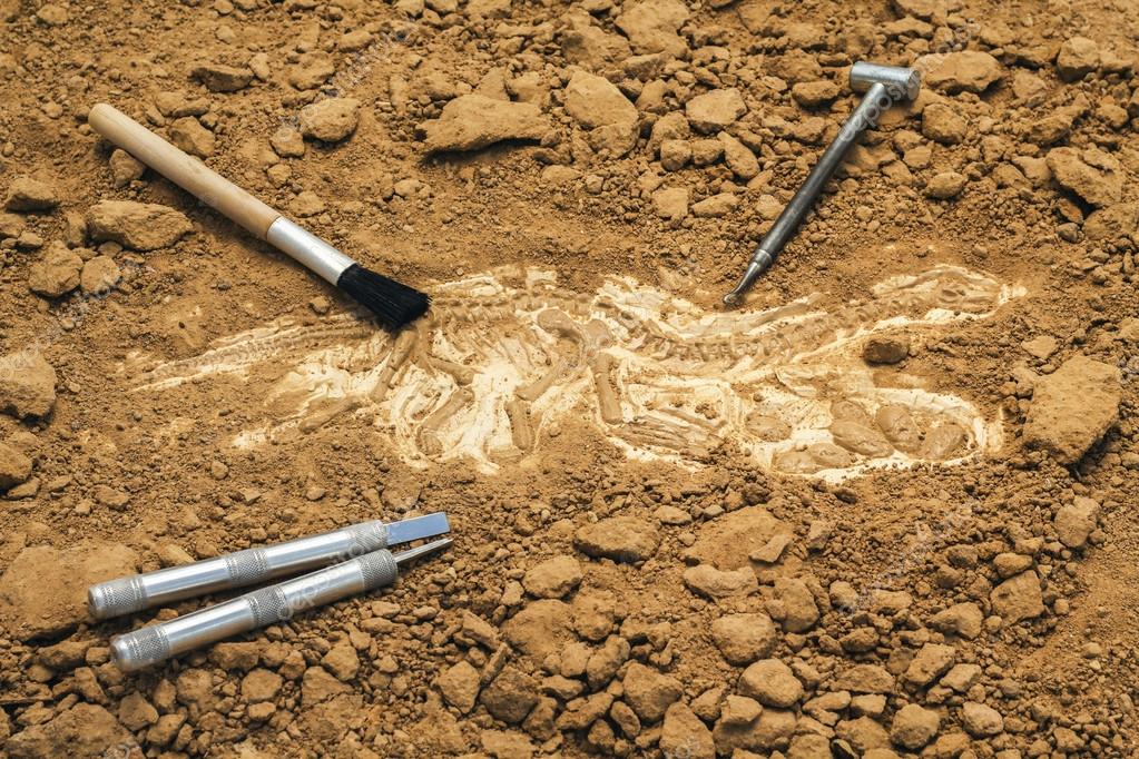 Skeleton and archaeological tools.Training for dig fossil. Stock Photo