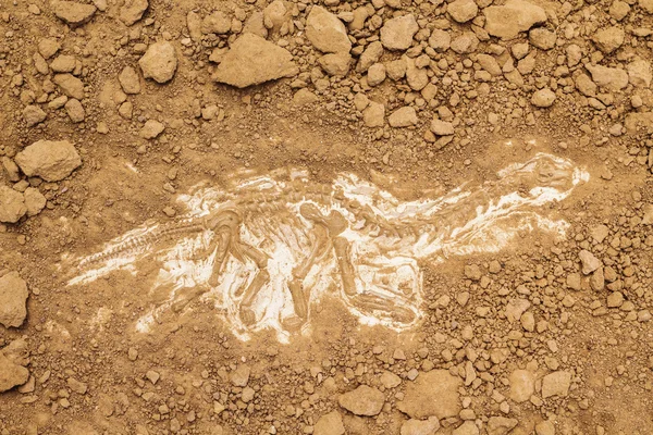 İskelet ve arkeolojik araçları. Kazmak fosil için eğitim.