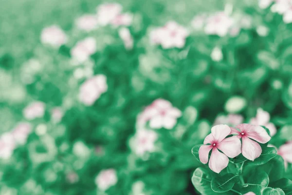 Bulanık arka bahçede çiçek.