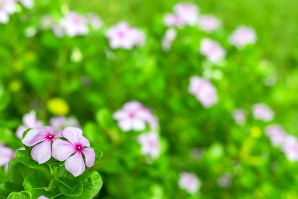 背景模糊的花园中的花朵. — 图库照片