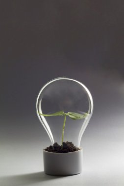 Seed growing in lightbulb on gray background.Used  color tool fo clipart