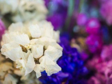 Kuru gypsophila, Doğa arka plan