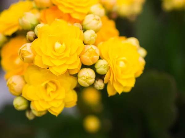 Sarı calandiva çiçekler, arka plan kavramı