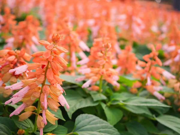 Turuncu Salvia (Salvia çiçeği) Bahçe, doğa arka plan, B