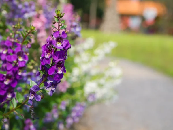 Doğa arka planları, çiçek, arka planlar kavramı.
