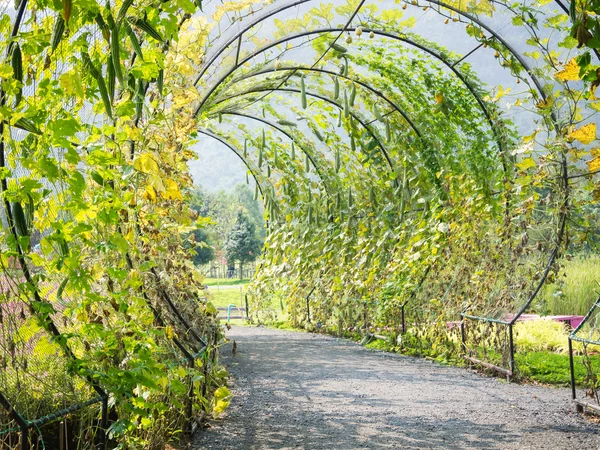 Açılı lif kabağı bitki ağaç tüneli